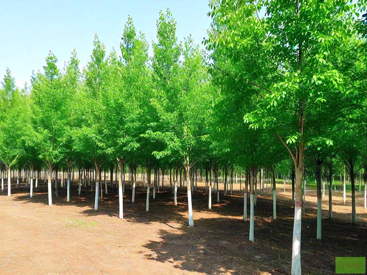 15公分速生白蜡价格