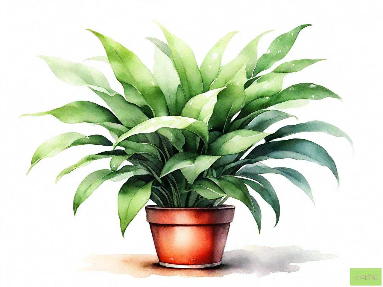 能散发香味的室内植物