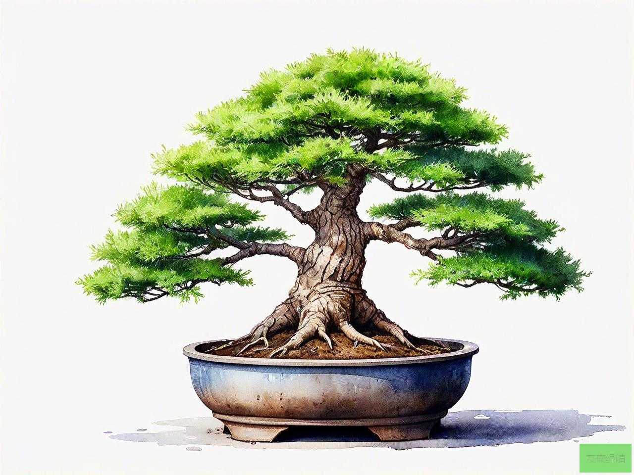 榆树盆景怎么养殖方法