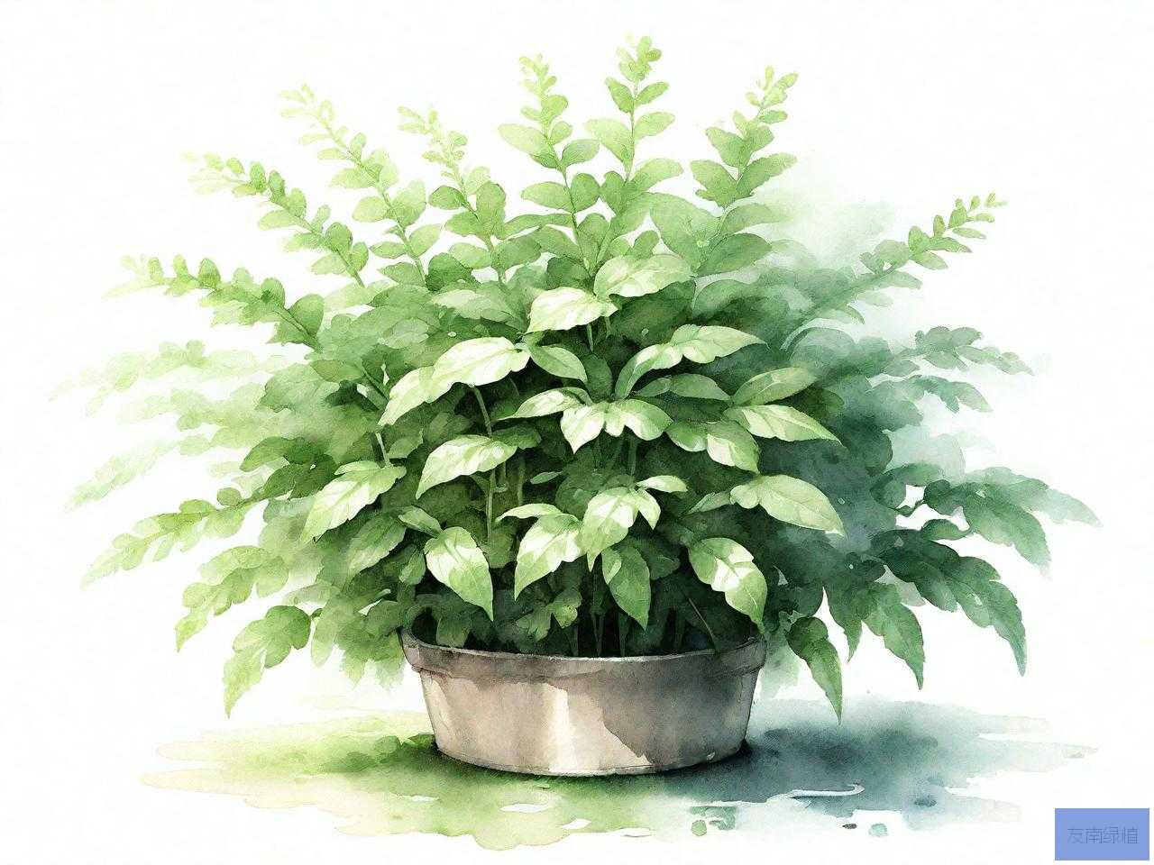 驱蚊草的作用