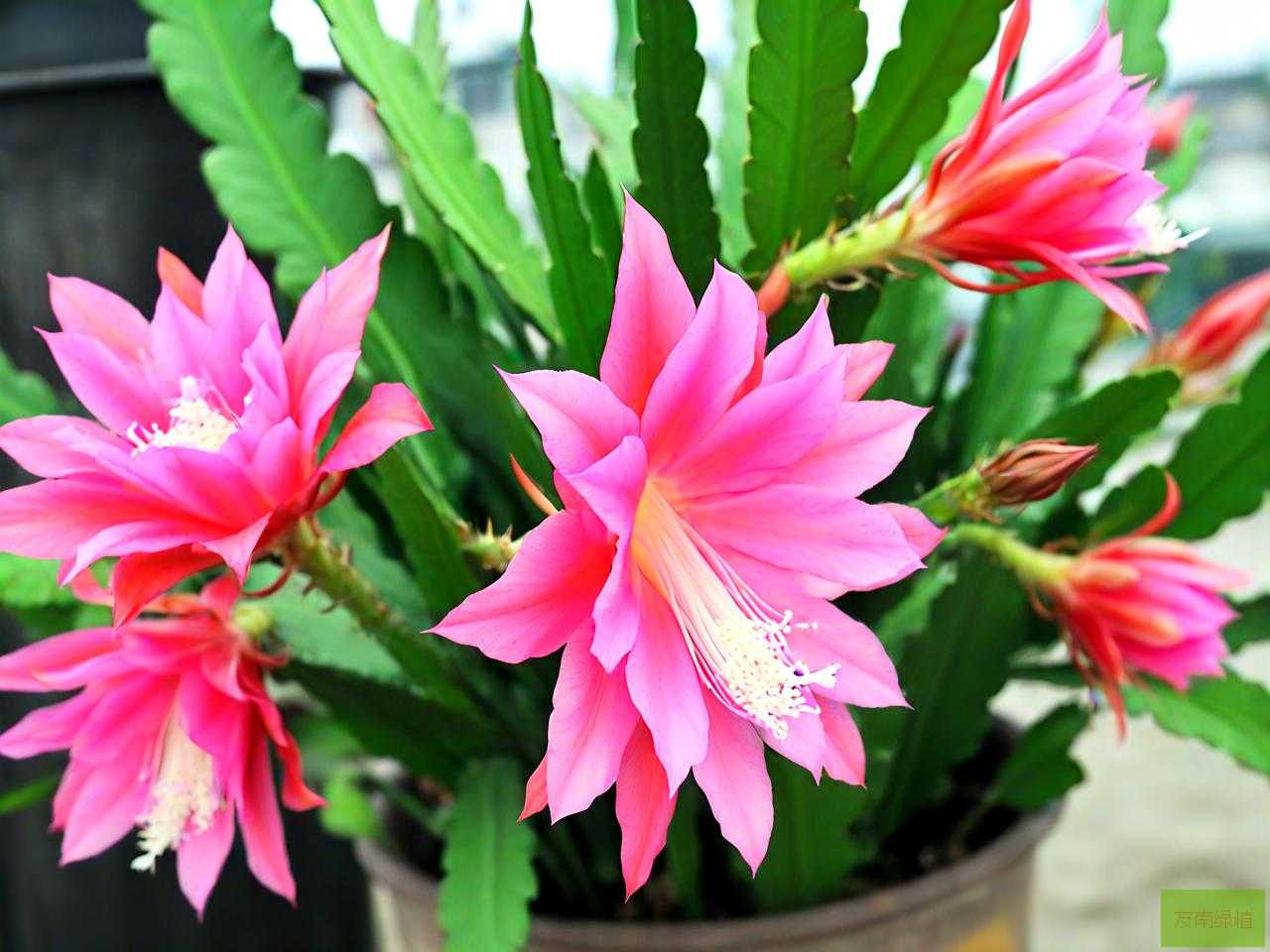 令箭荷花养殖注意事项
