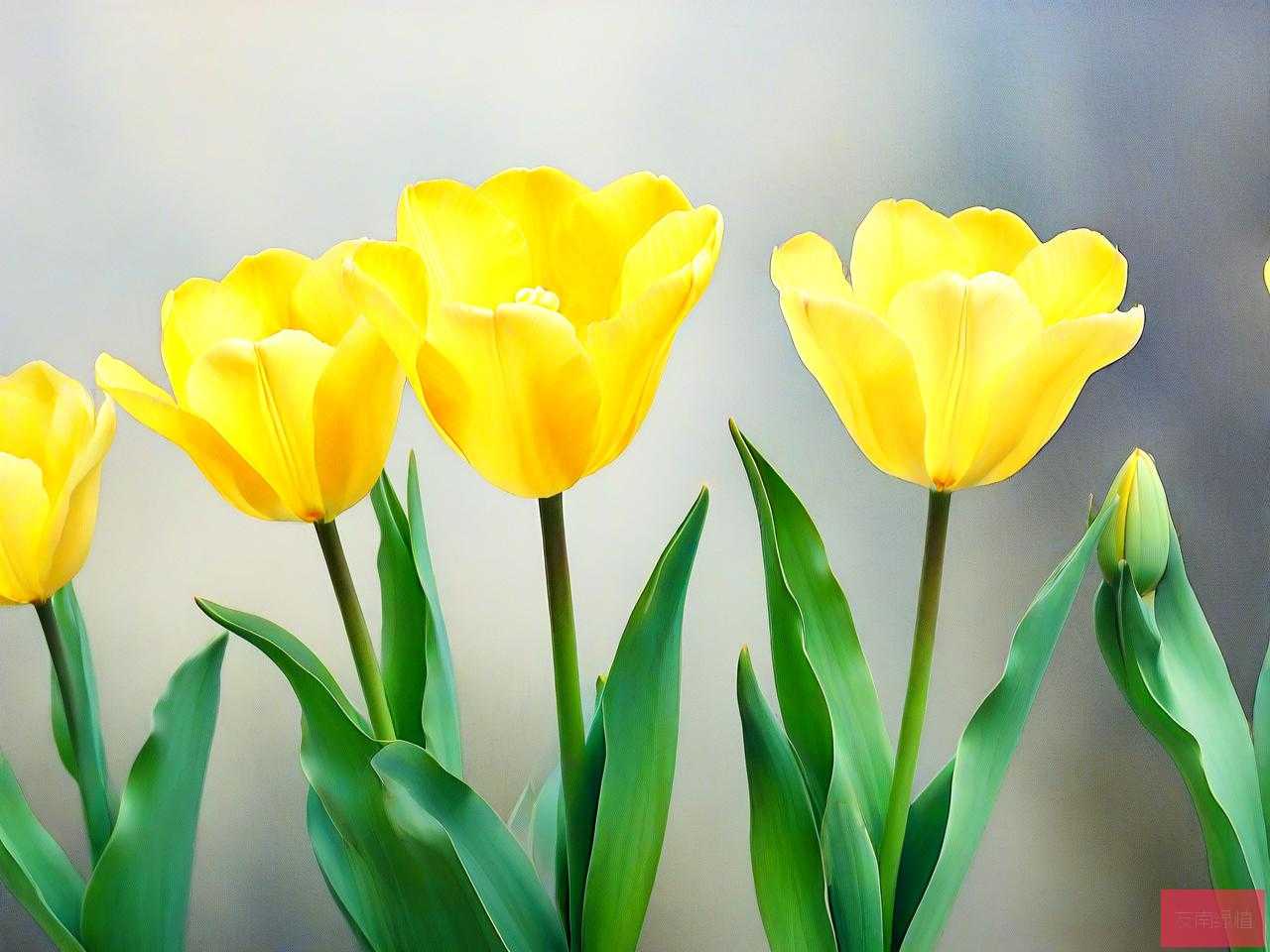 黄郁金香花语暗示什么