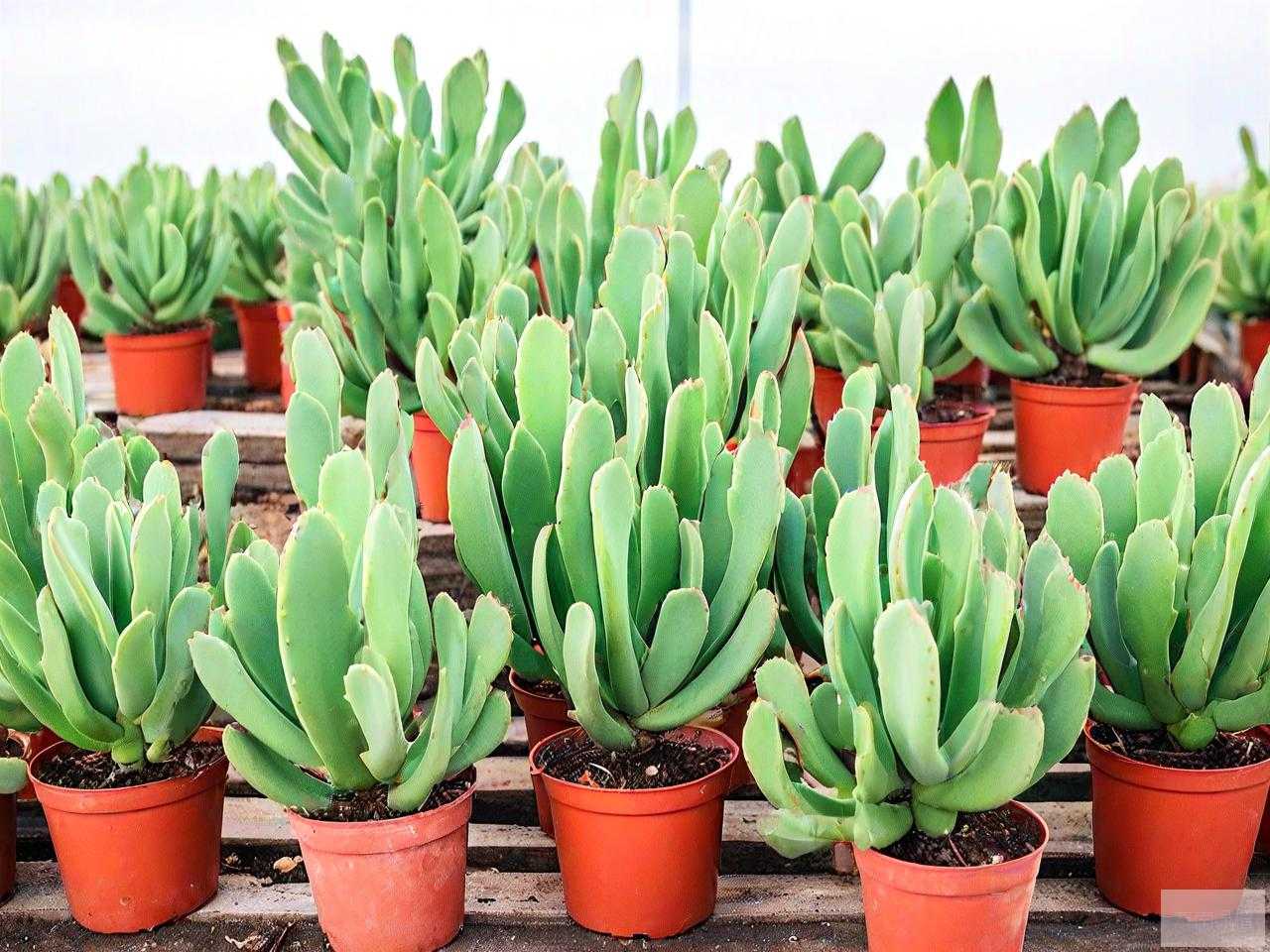 多肉植物千佛手怎么养