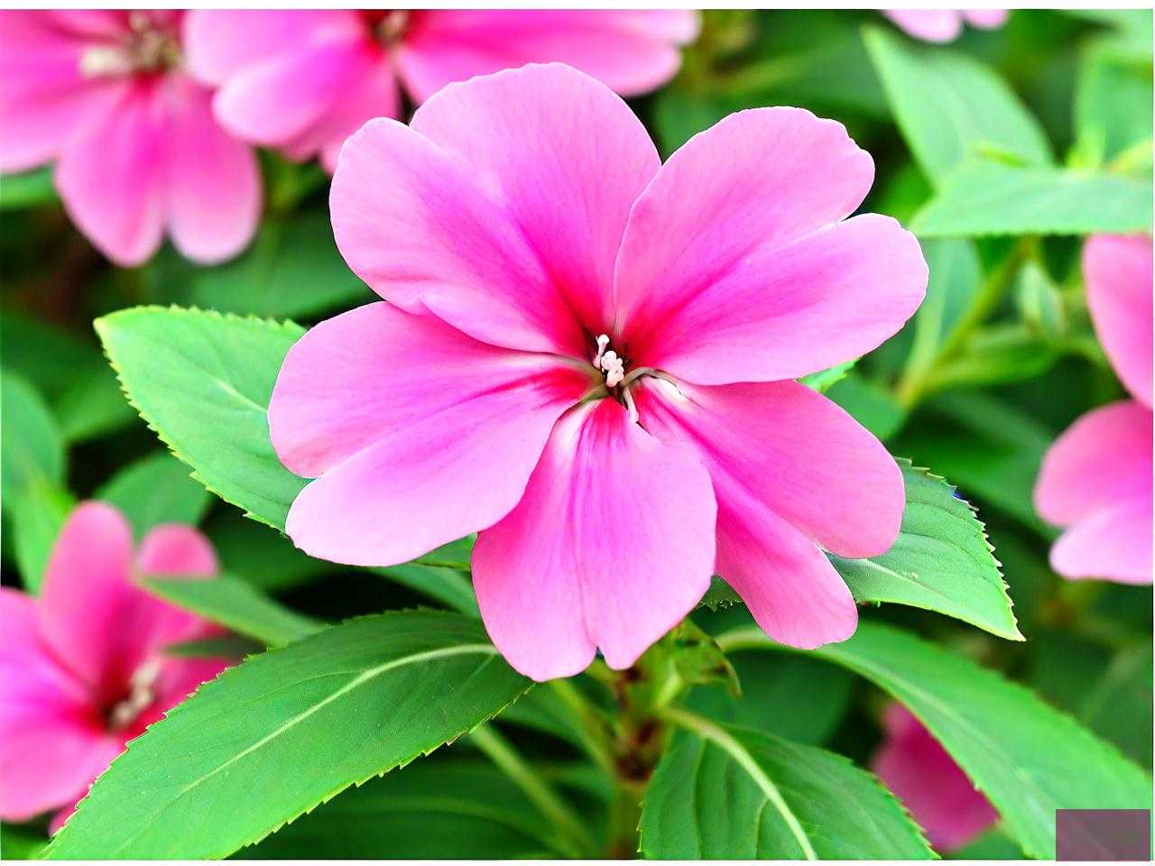 凤仙花的种子在哪里买