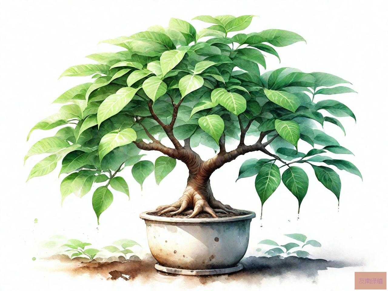 新种的发财树怎么护理