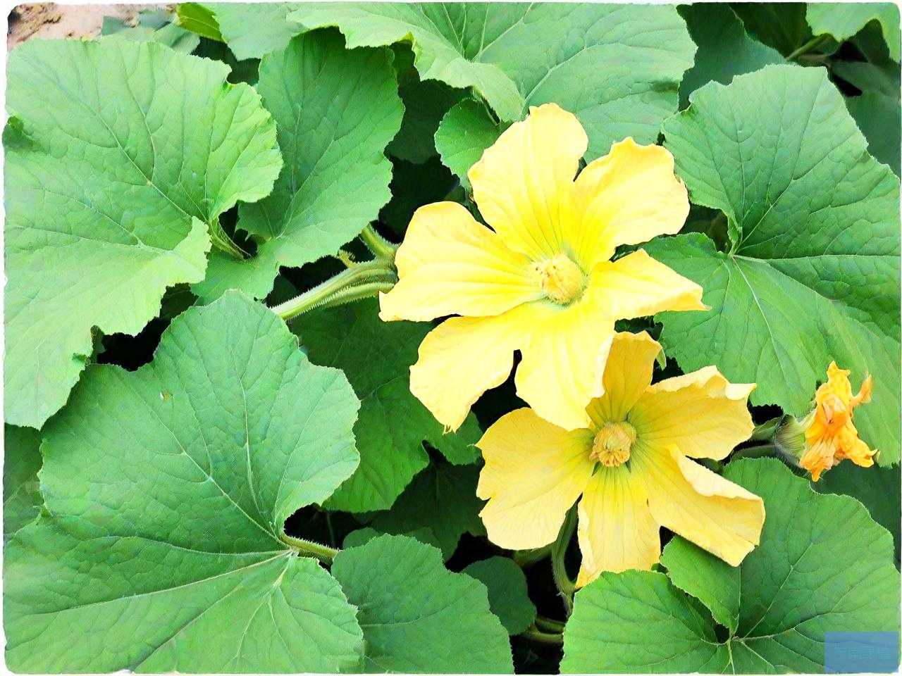 窝瓜花有什么营养价值