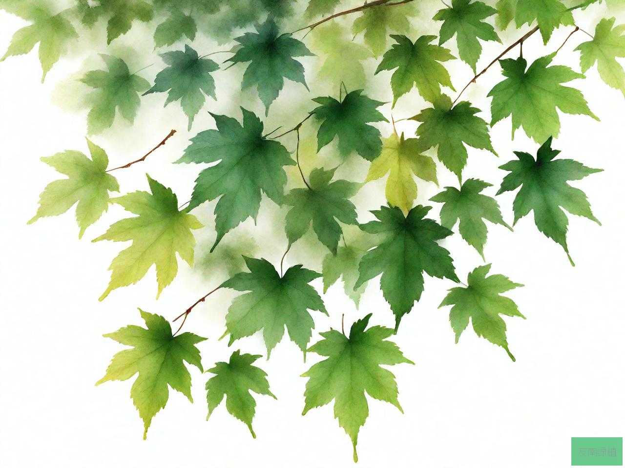 梧桐树叶子.