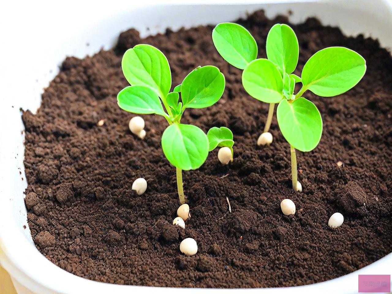催芽后种子怎么放入土