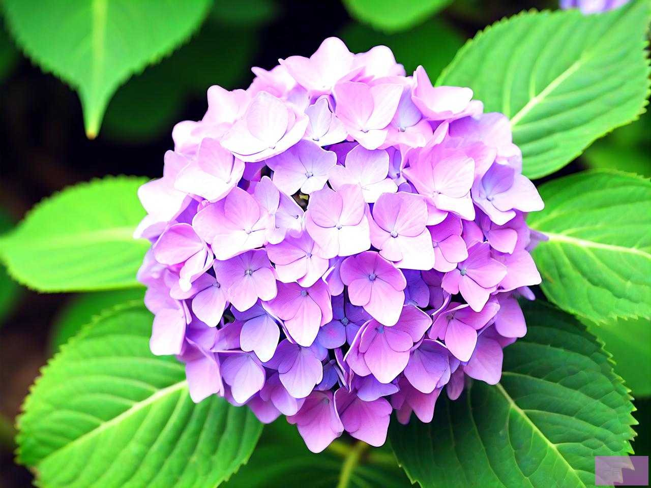 绣球花第一年会开花吗