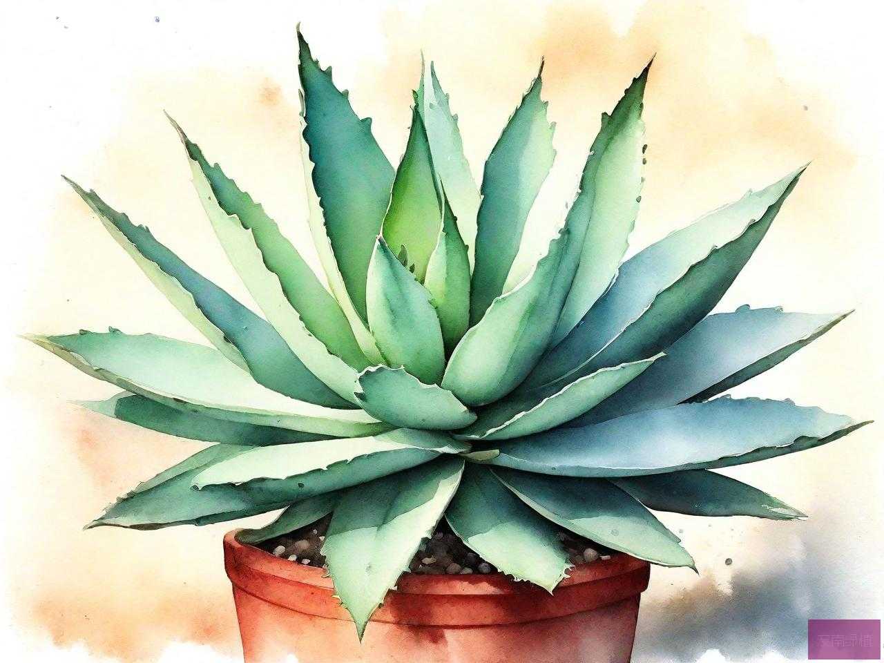 花卉龙舌兰的养殖方法