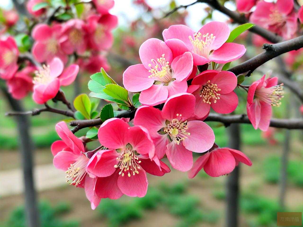红宝石海棠四季开花吗