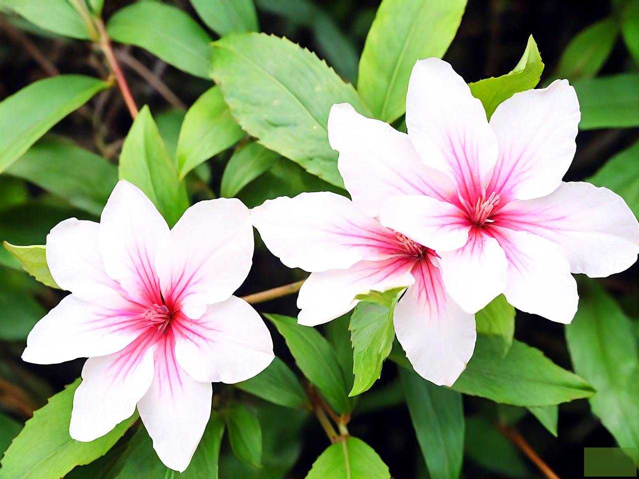 七叶一枝花可以敷脸吗
