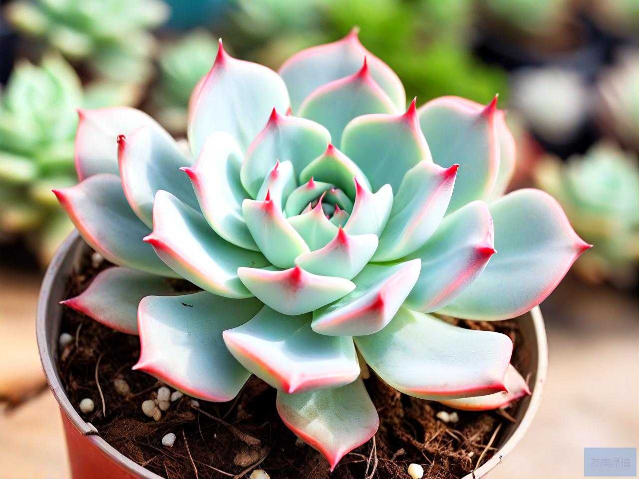 玉观音多肉植物怎么养
