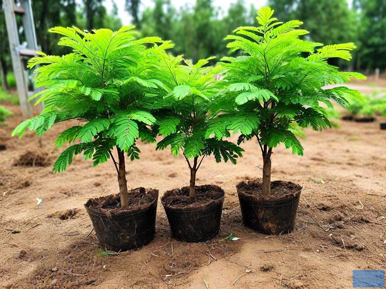 3公分合欢树小苗价格