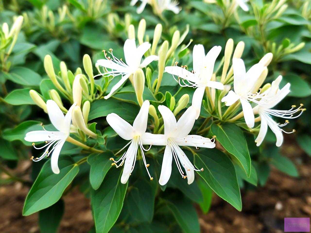 金银花苗多少钱啊一株