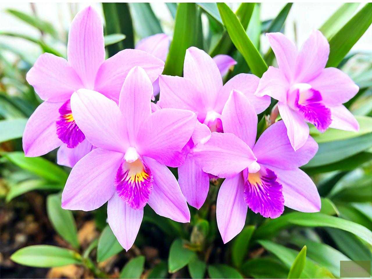 石斛花吃了有什么好处