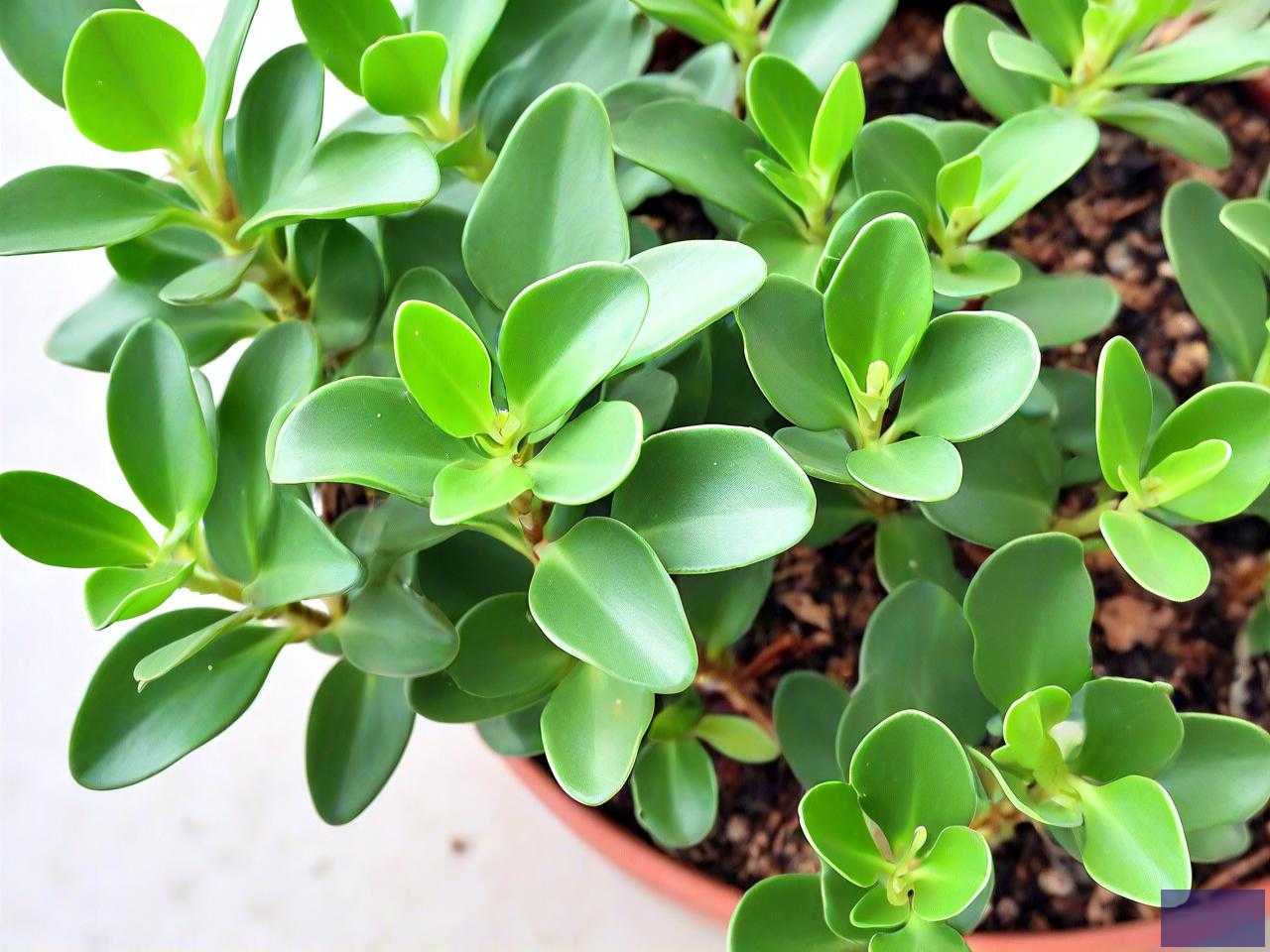 豆瓣绿植物的养殖方法