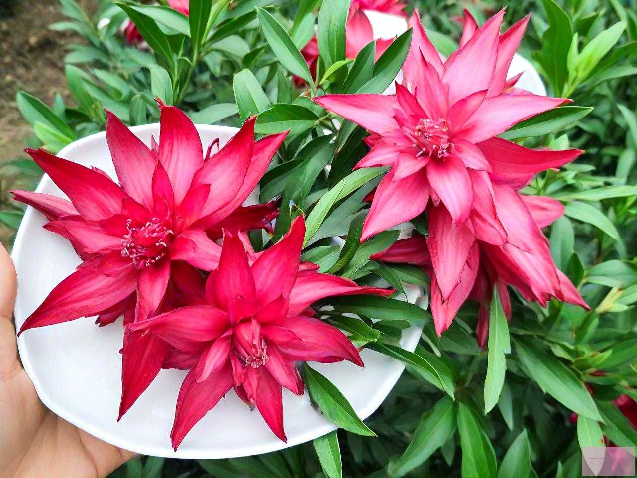 洛神花尿酸高可以喝吗