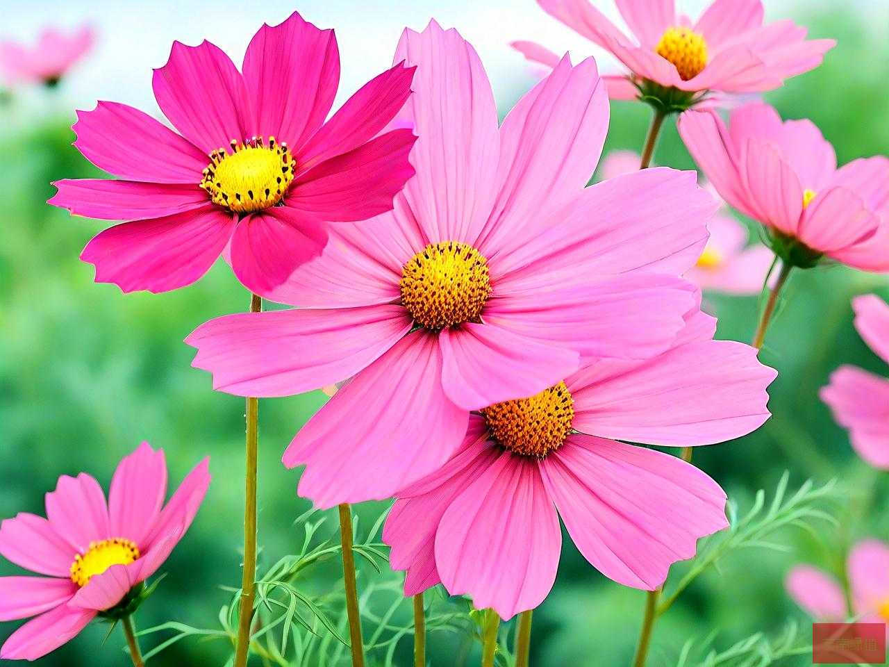 格桑花寓意着什么意思