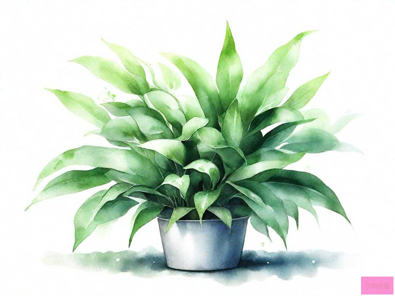 绿植能吸附甲醛吗
