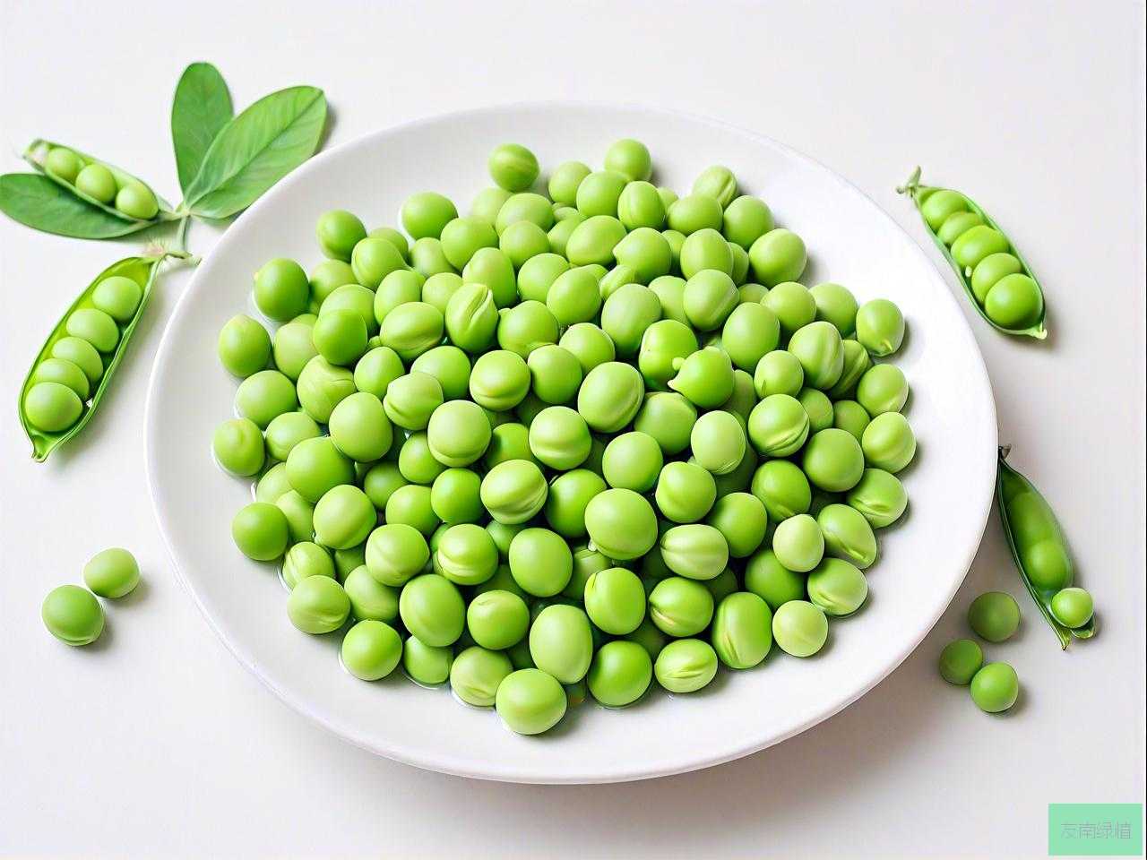 豌豆种子怎么泡才发芽