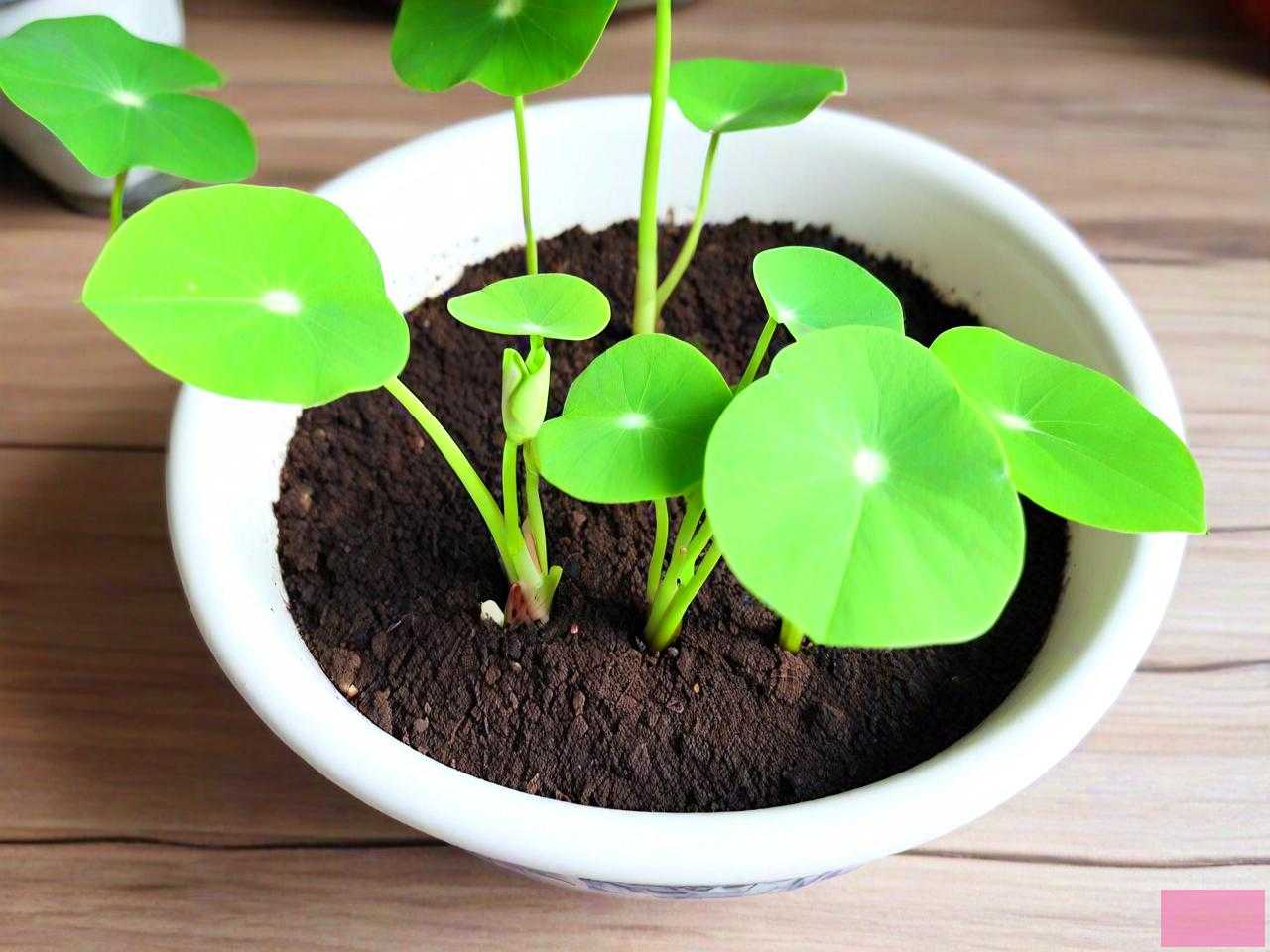 碗莲种子怎么种发芽快