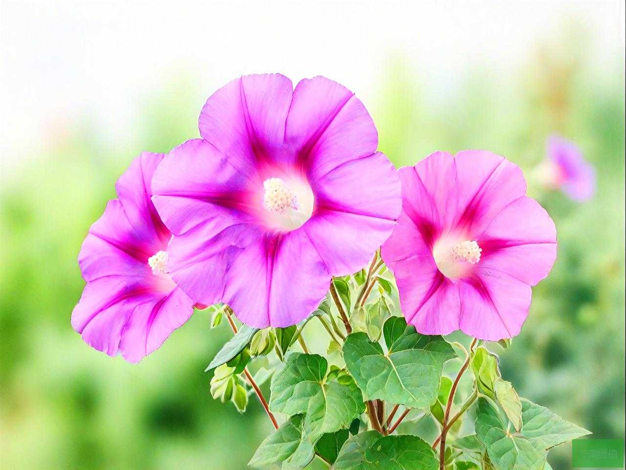 喇叭花是什么时间开的