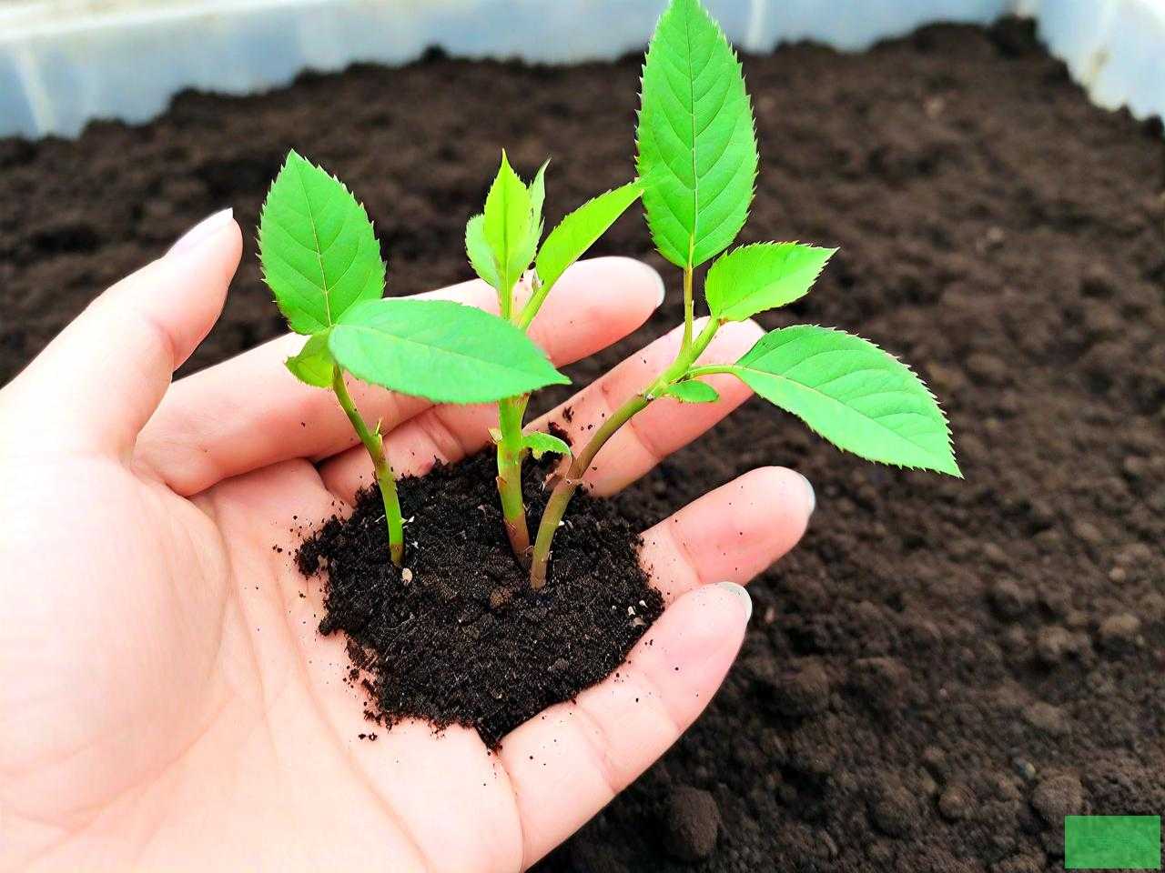 玫瑰种子快速催芽方法