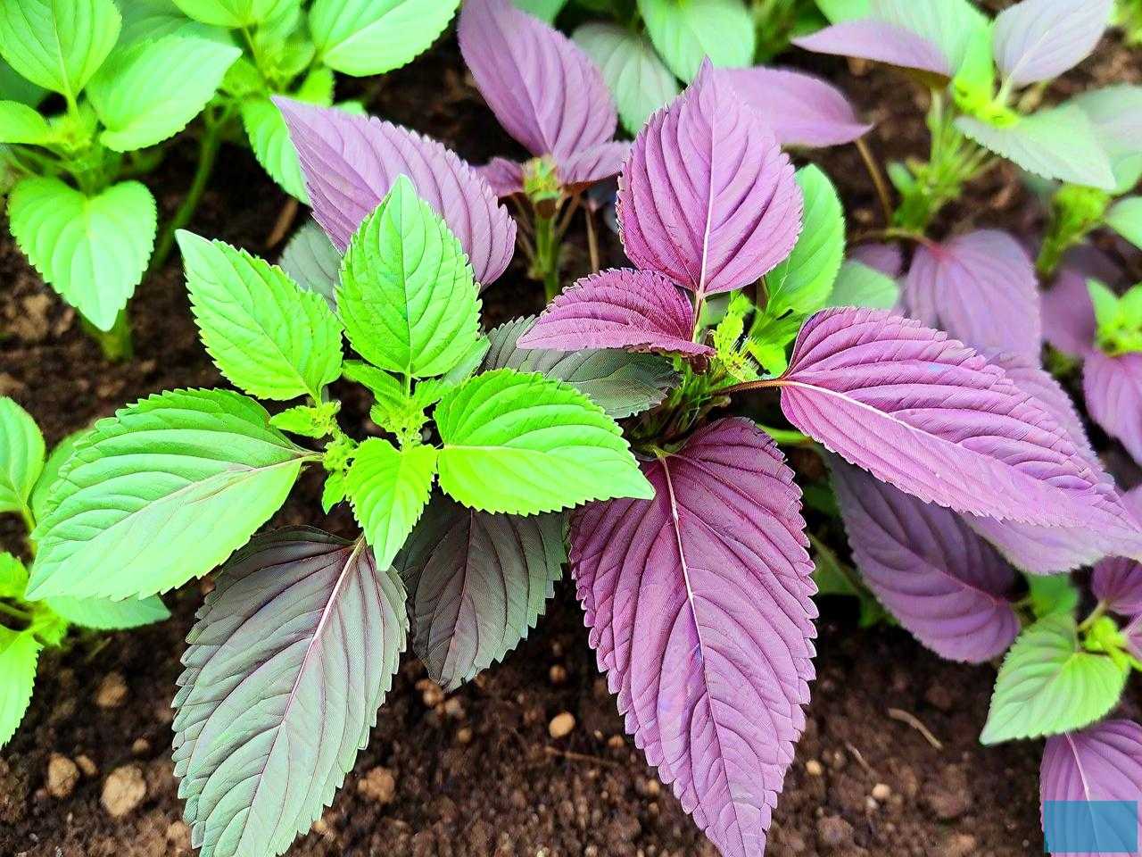 紫苏种子几天可以发芽