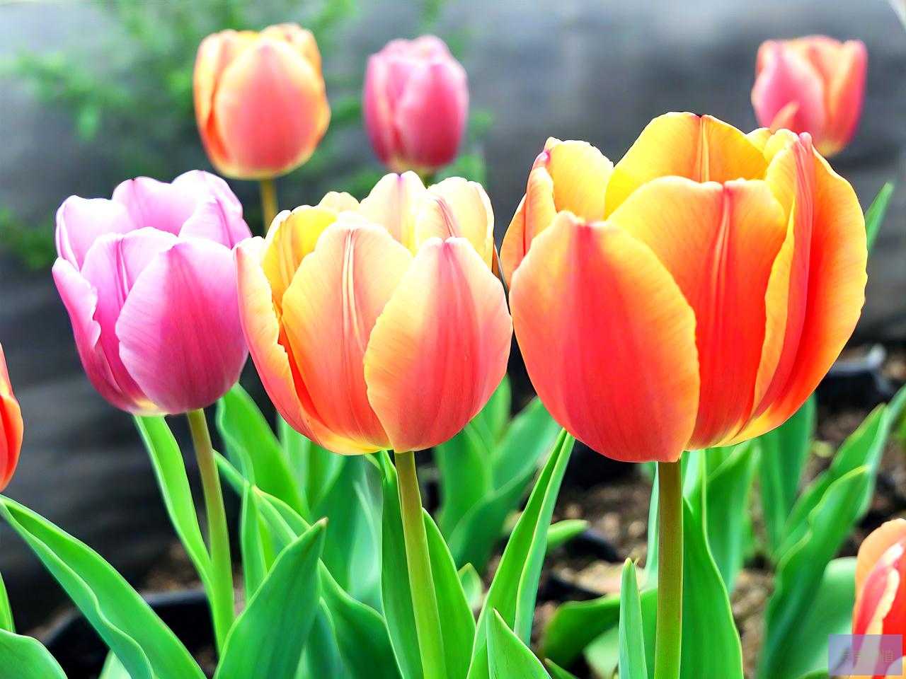 5月种郁金香能开花吗