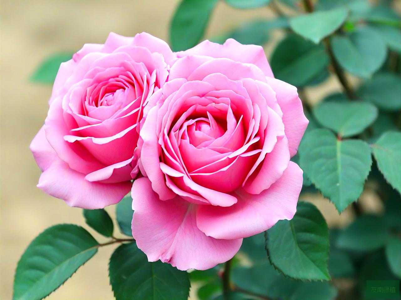 月季花名品种介绍大全