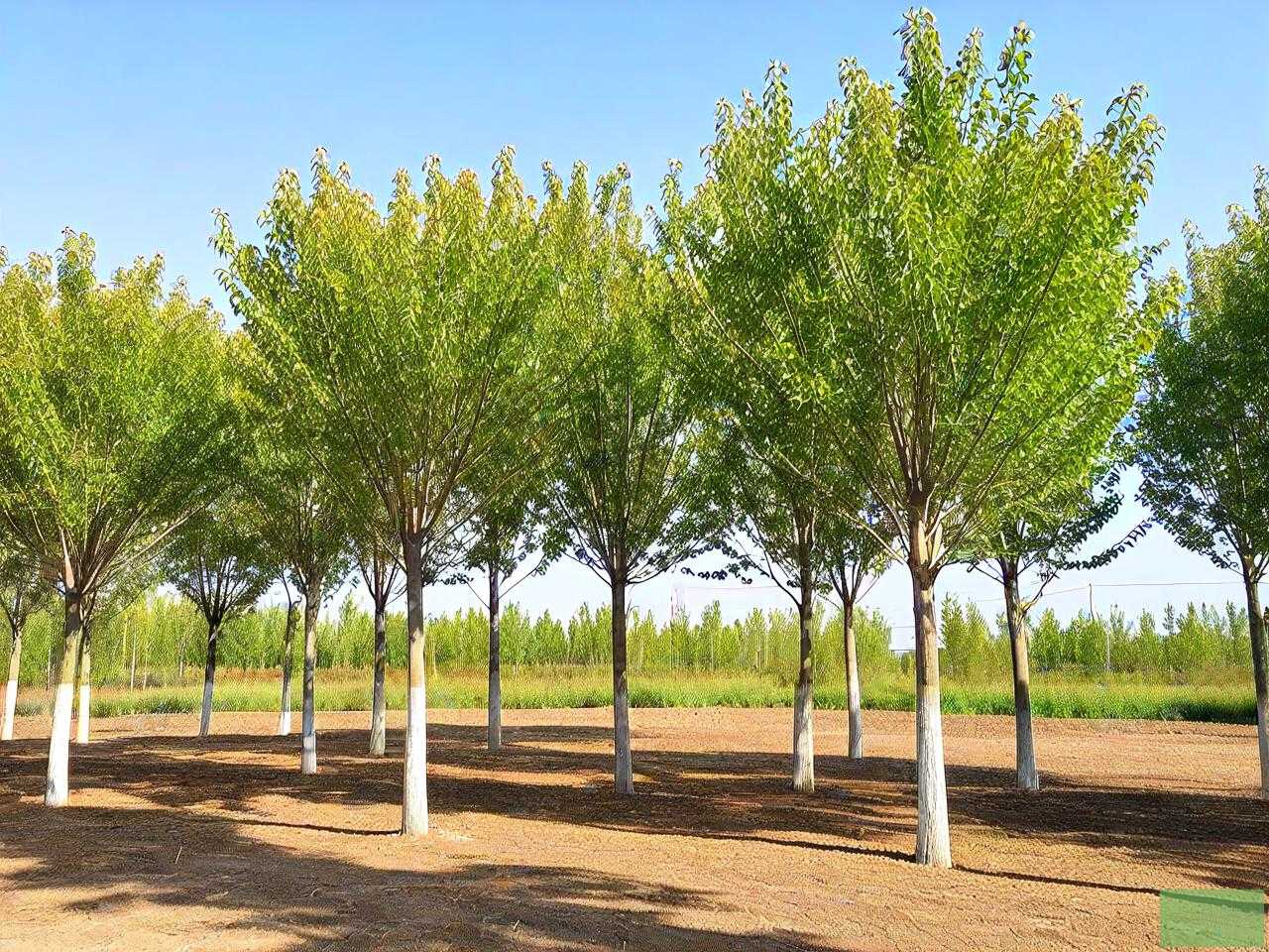 20公分白蜡树多少钱