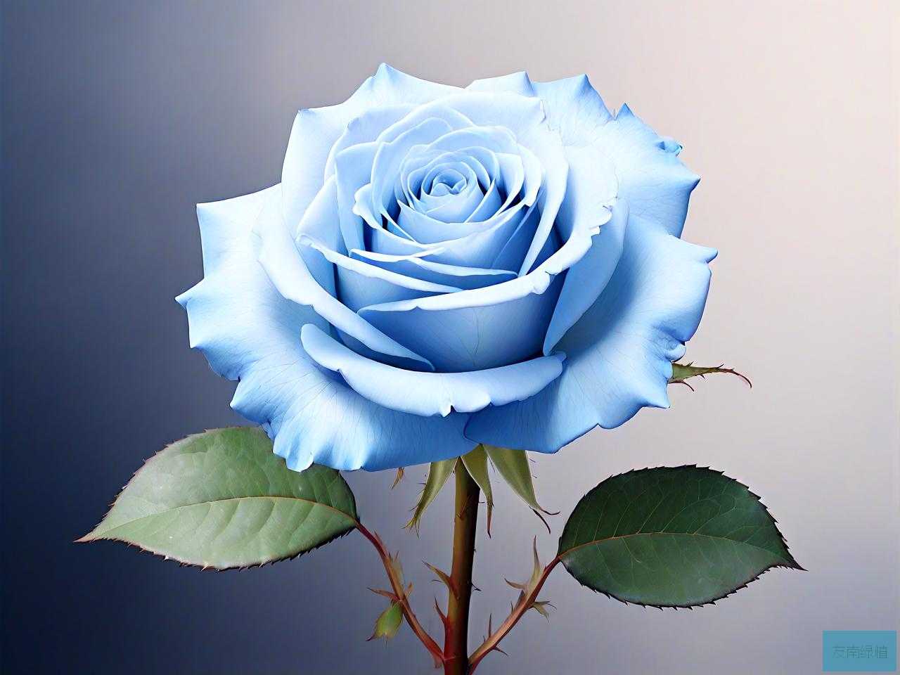 淡蓝色玫瑰花语是什么