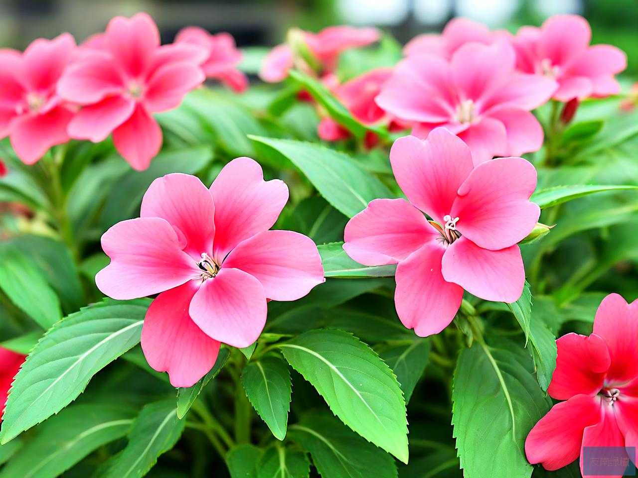 凤仙花种子叫什么名字