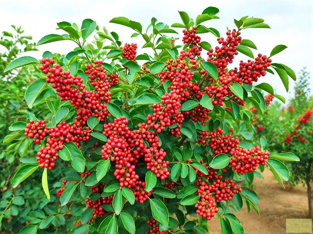 花椒树为什么不结花椒