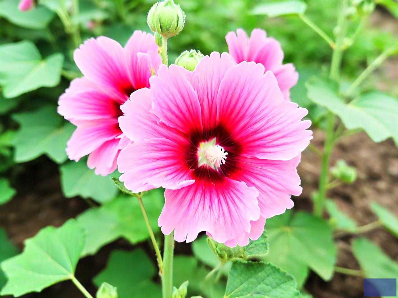 蜀葵种子怎么种发芽快