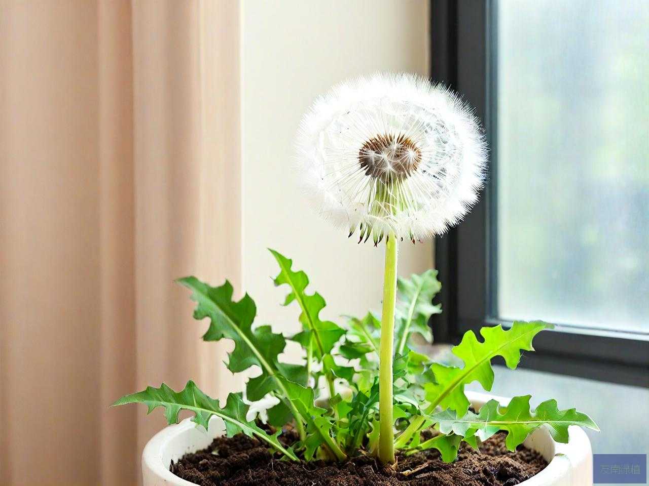 蒲公英可以种在室内吗