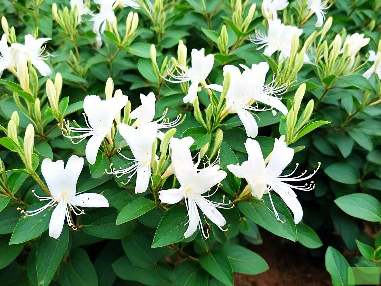 北花一号金银花苗价格
