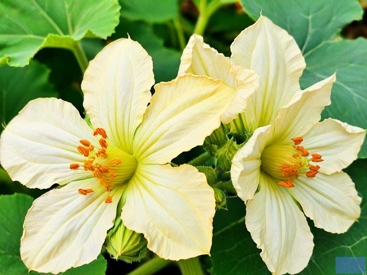 南瓜花的花蕊可以吃吗