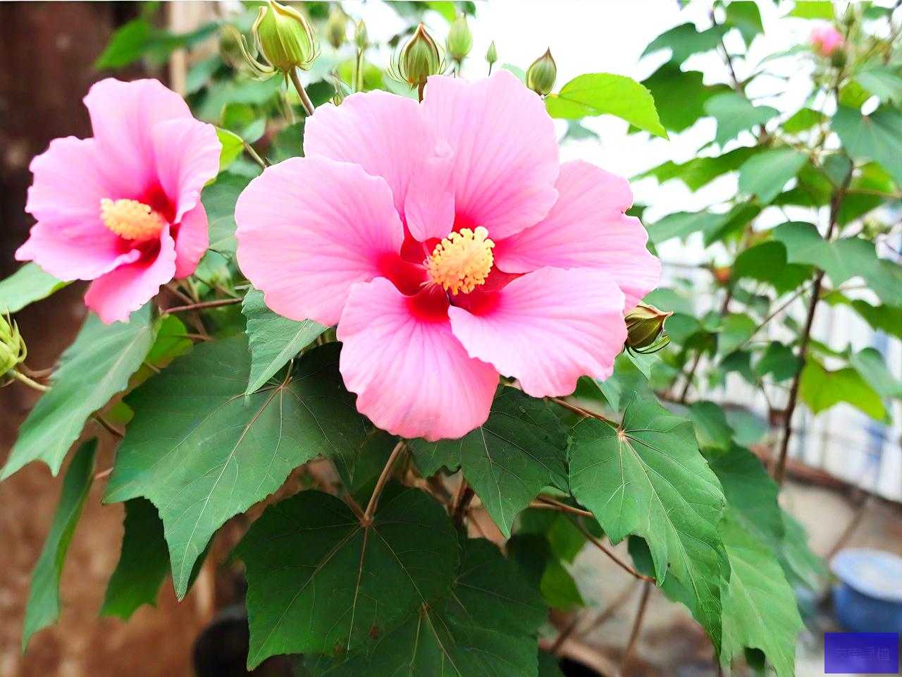 芙蓉花泡酒有什么作用