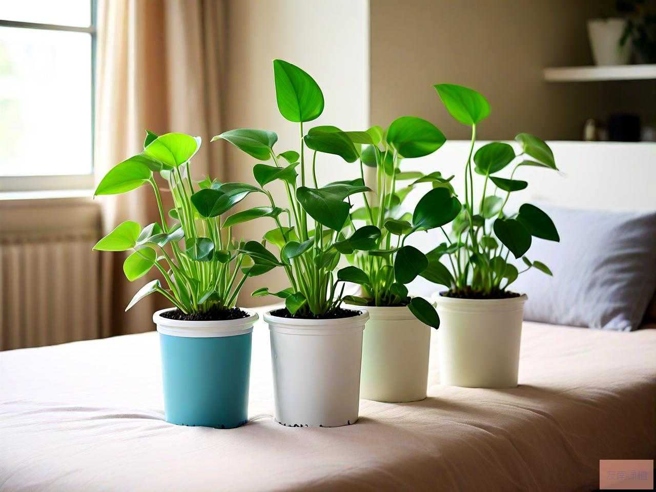卧室水培植物哪种最好