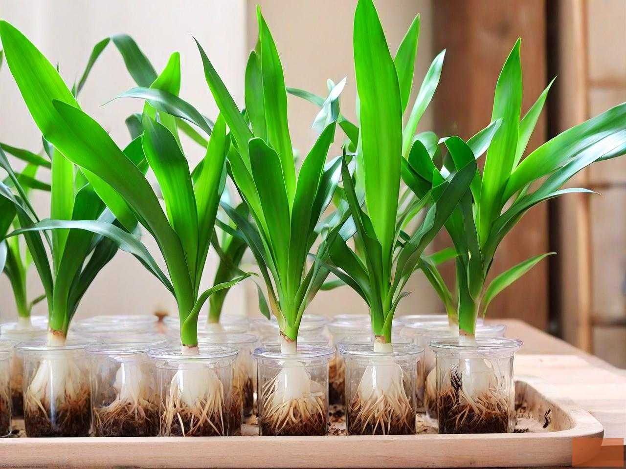 巴西木水培最简单方法