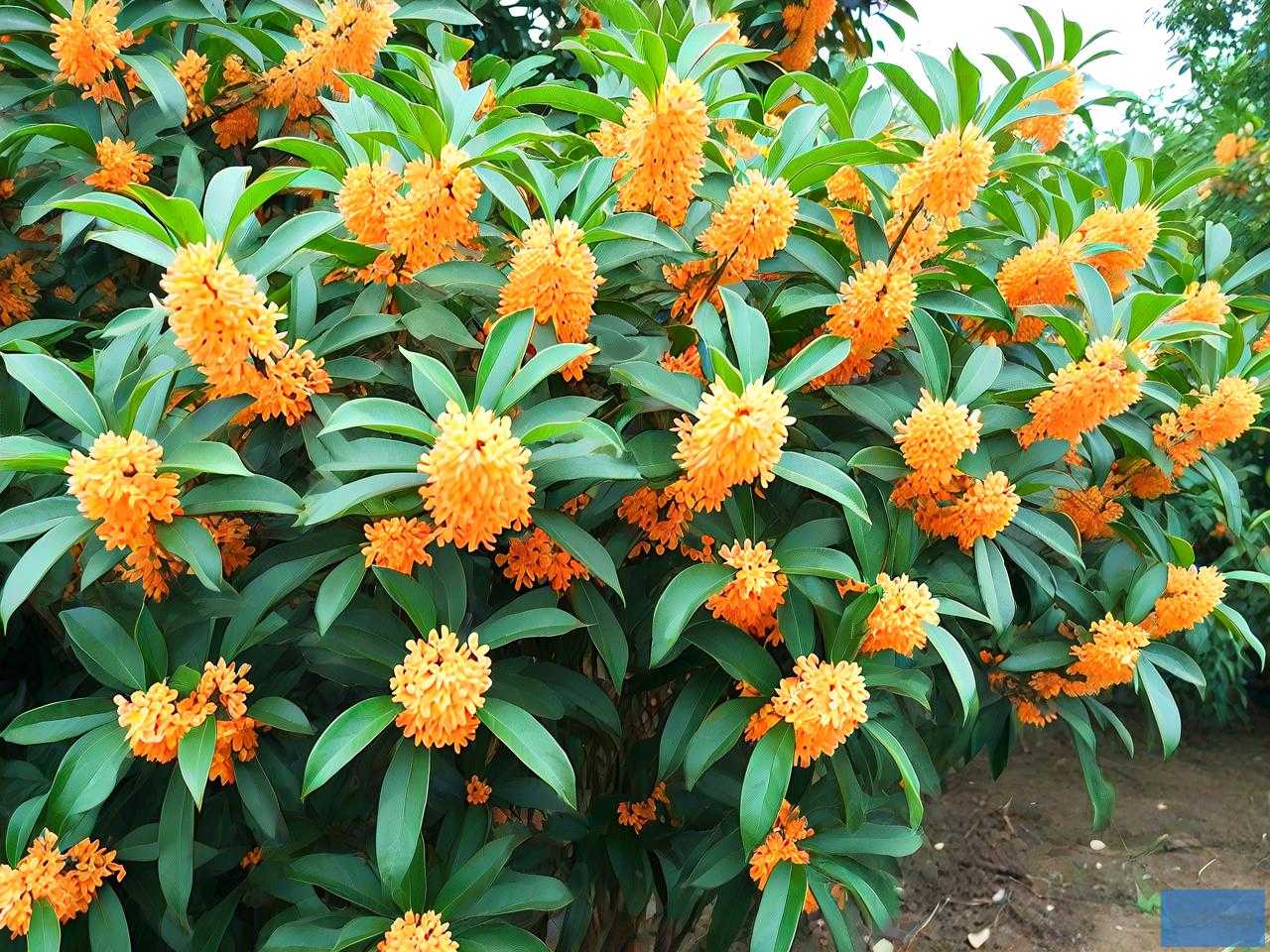 四公分桂花树价格多少