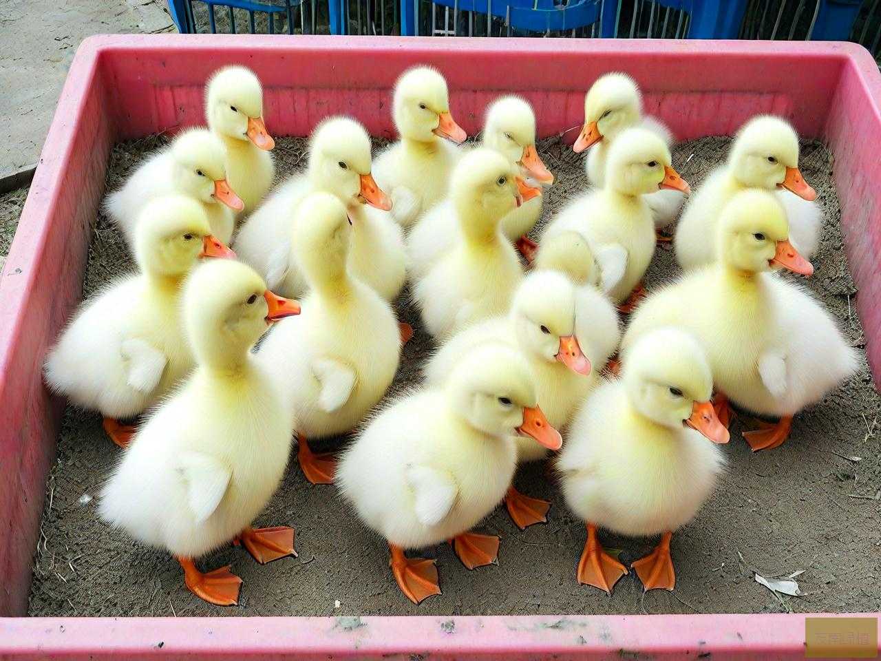 鹅苗批发价位是多少钱