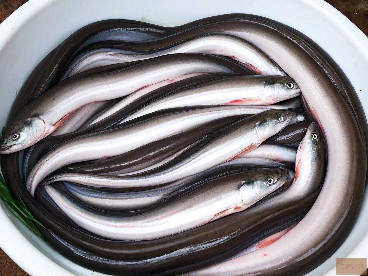 鳗鱼苗价格多少钱一斤
