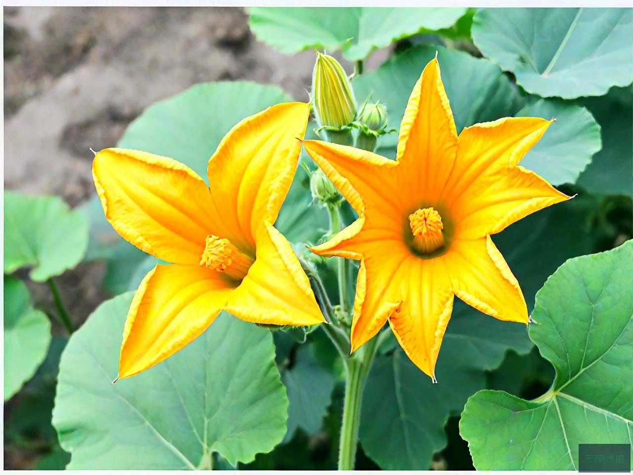 吃南瓜花要摘掉花蕾吗