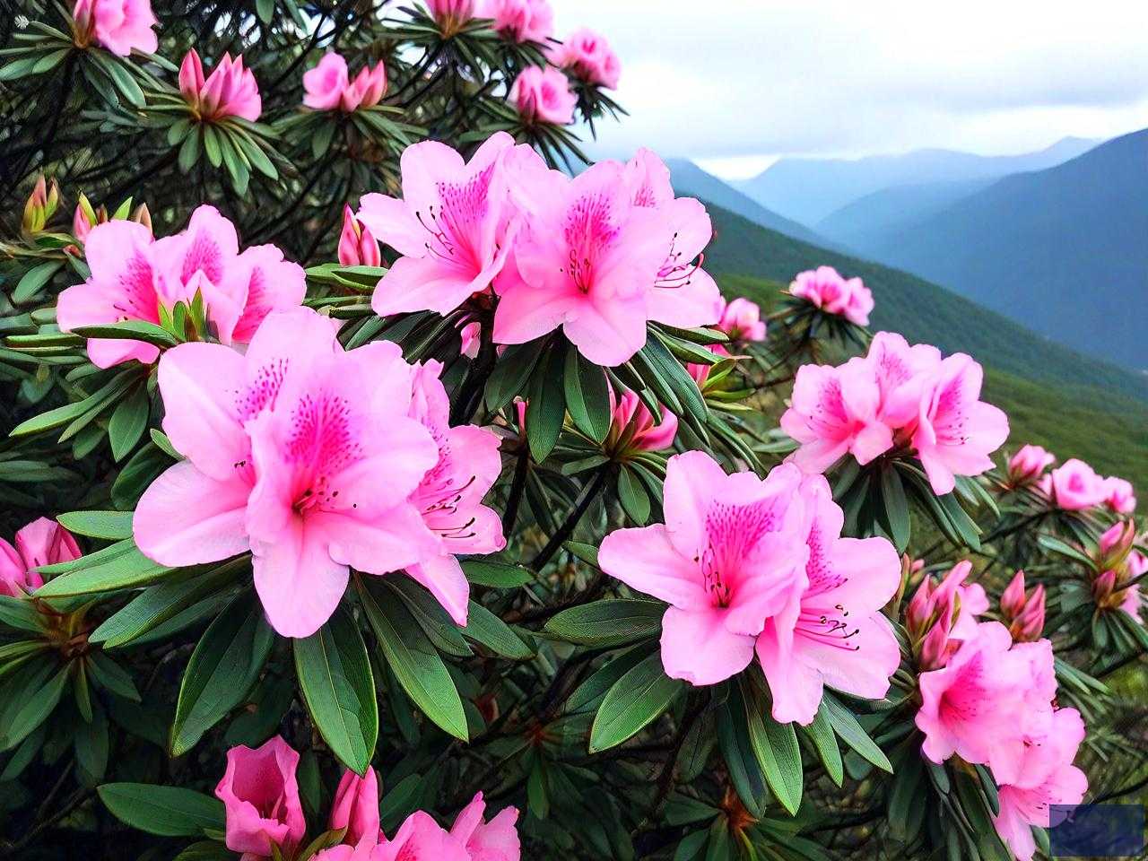 轿子雪山杜鹃花几月开