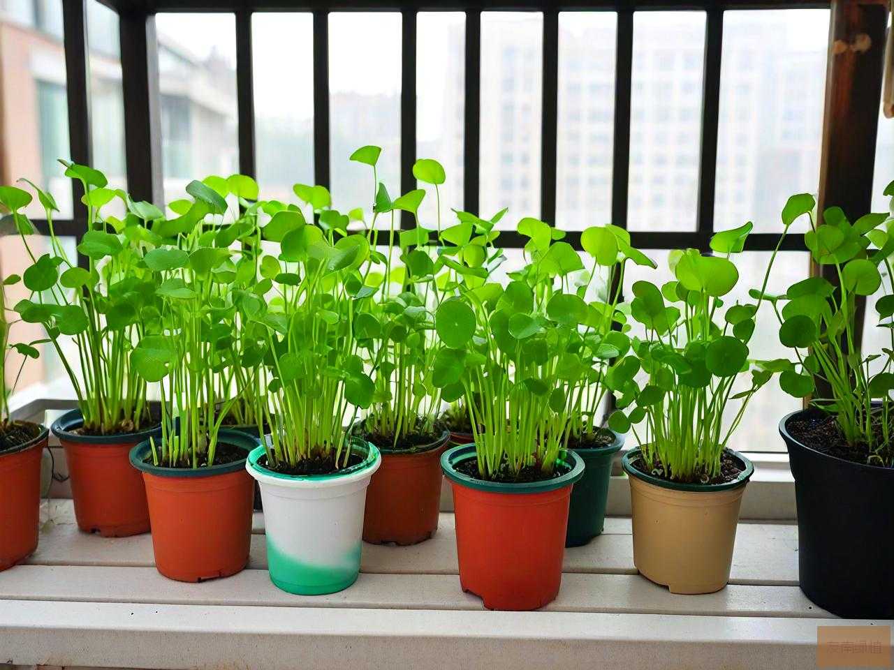 可以放阳台的水培植物