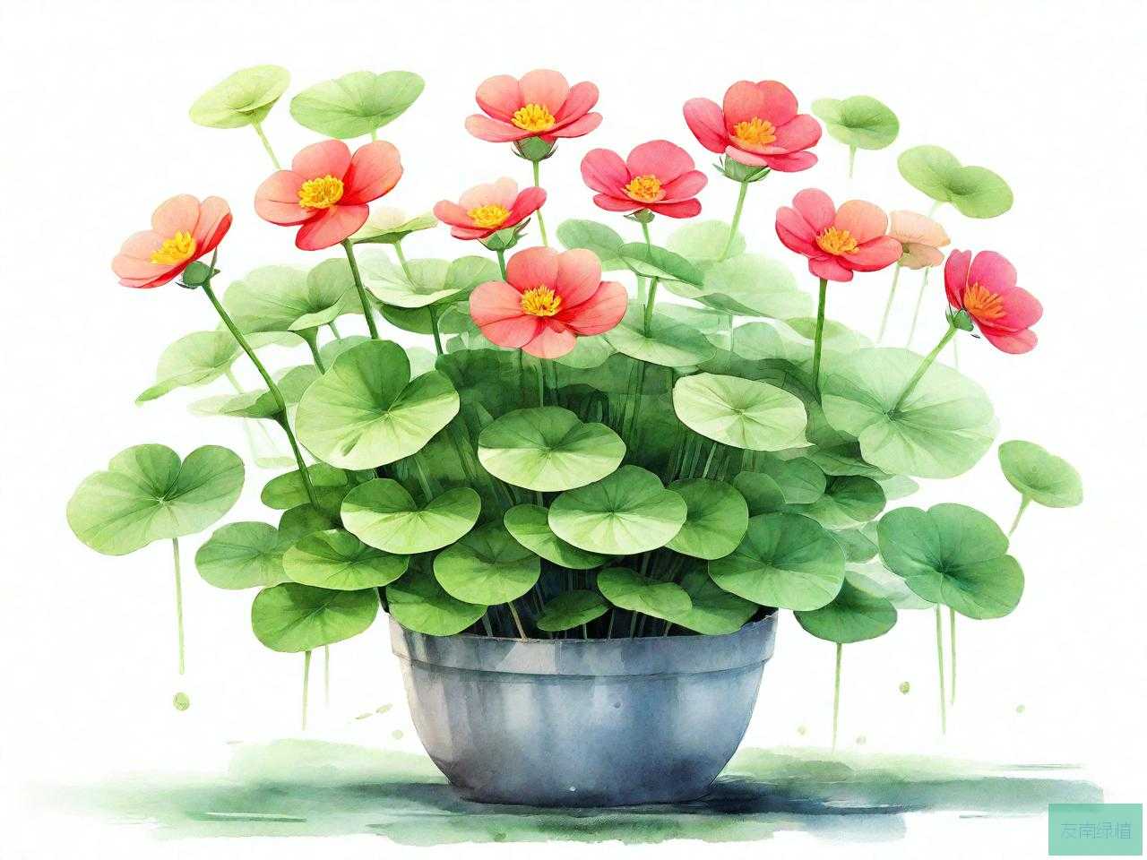 花卉金钱草的养殖方法