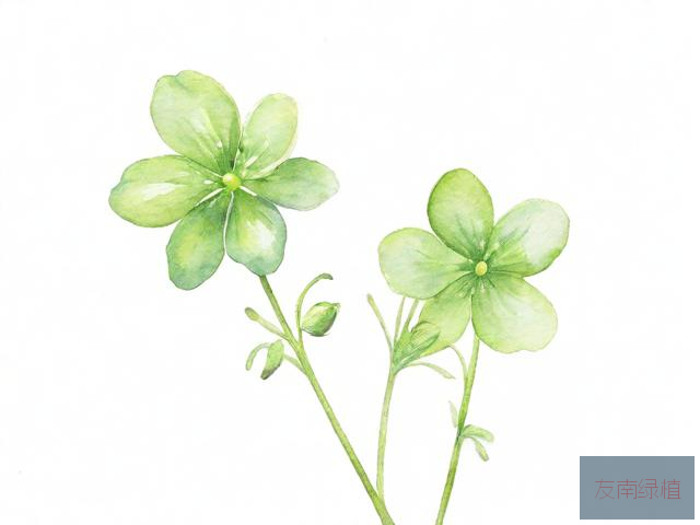 我们熟悉的绿色开花植物几乎都是从种子开始